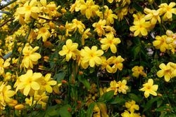 Jazmín amarillo, Jasminum mesnyi.