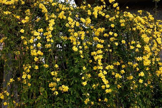 Jazmín amarillo, Jasminum mesnyi.