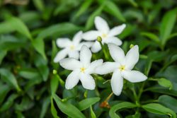 Jasmim branco perfumado, jasmim árabe, Jasminum Sambac