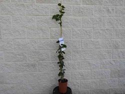 Jasmim branco perfumado, jasmim árabe, Jasminum Sambac