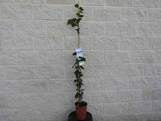 Jazmin blanco oloroso, jazmin de arabia, Jasminum sambac