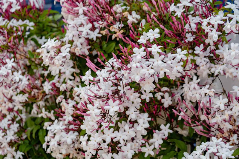Jasmim branco avermelhado, Jasminun polyanthum — Plantamus Nursery online