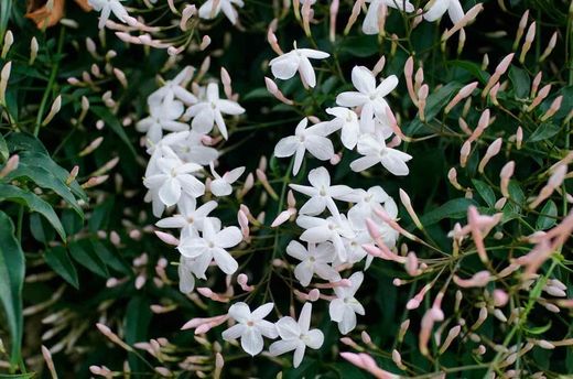 Jasmim branco avermelhado, Jasminun polyanthum.