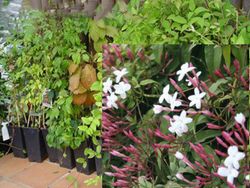 Jasmim branco avermelhado, Jasminun polyanthum.