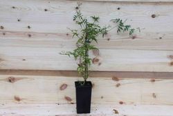 Jasmim branco avermelhado, Jasminun polyanthum.