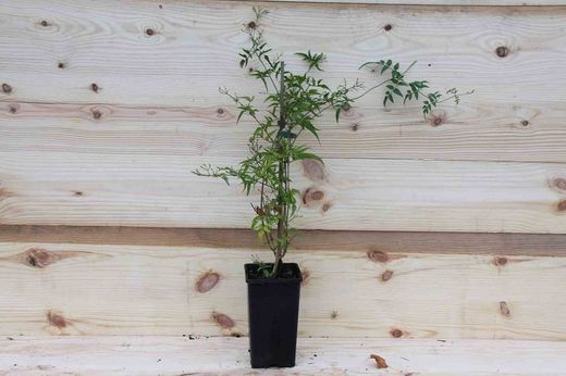 Jasmim branco avermelhado, Jasminun polyanthum.