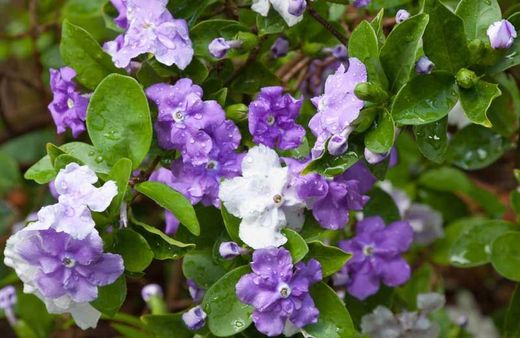 Jazmín del paraguay, Brunfelsia pauciflora