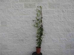 Jasmin étoilé, faux jasmin, jasminoides Trachelospermun.