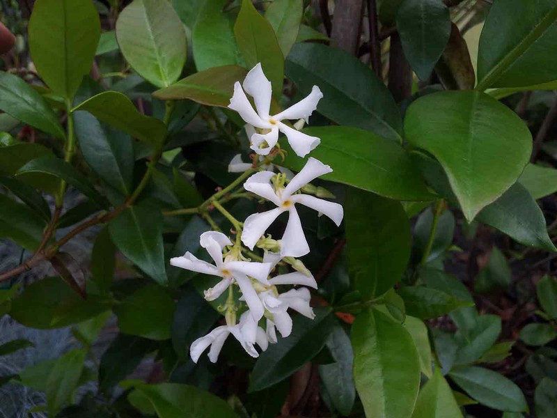 Jasmim falso comprar. Star Jasmine ou plantas de jasmim de leite —  Plantamus Nursery online