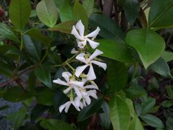 Jasmin étoilé, faux jasmin, jasminoides Trachelospermun.
