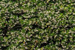 Jasmin étoilé, faux jasmin, jasminoides Trachelospermun.