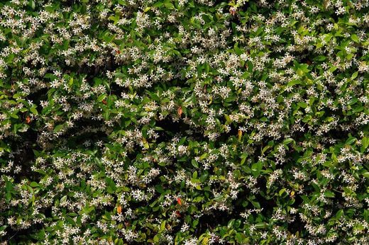 Jasmin étoilé, faux jasmin, jasminoides Trachelospermun.