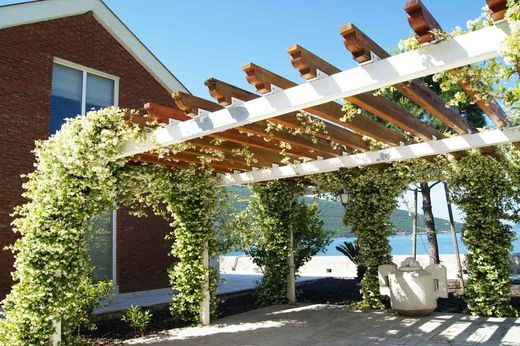 Jasmin étoilé, faux jasmin, jasminoides Trachelospermun.