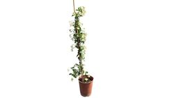 Jasmin étoilé, faux jasmin, jasminoides Trachelospermun.