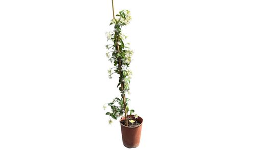 Jasmin étoilé, faux jasmin, jasminoides Trachelospermun.