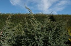Juniperus chinensis Blue alps