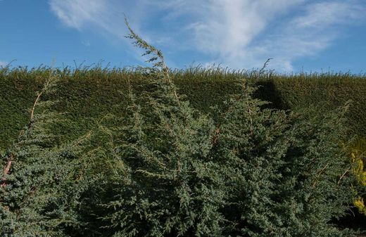 Juniperus chinensis Blue alps
