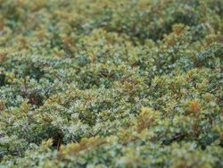 Juniperus communis 'Green carpet', enebro rastrero verde