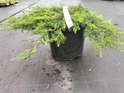 Juniperus communis 'Green carpet', enebro rastrero verde