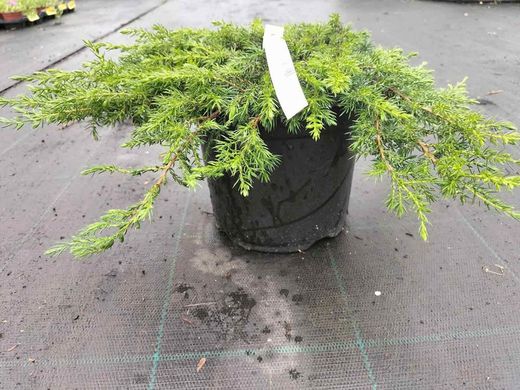 Juniperus communis 'Green carpet', enebro rastrero verde