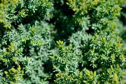 Juniperus communis 'Green carpet', enebro rastrero verde