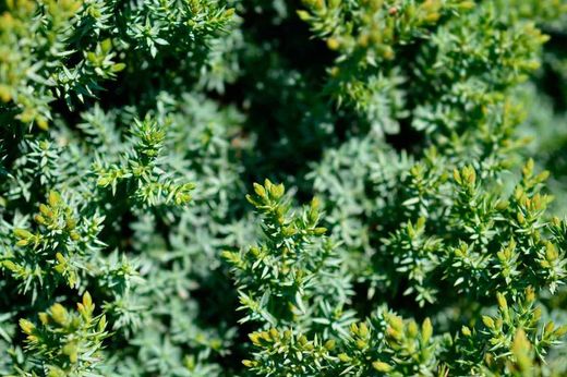 Juniperus communis 'Green carpet', enebro rastrero verde