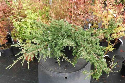 Juniperus communis 'Green carpet', enebro rastrero verde