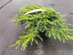 Juniperus communis 'Green carpet', enebro rastrero verde