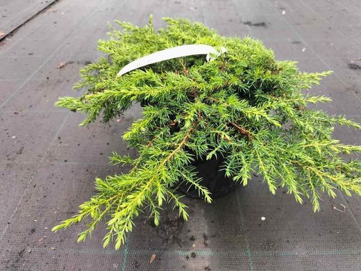 Juniperus communis 'Green carpet', enebro rastrero verde