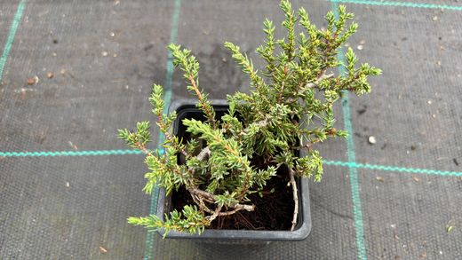 Juniperus communis 'Green carpet', enebro rastrero verde