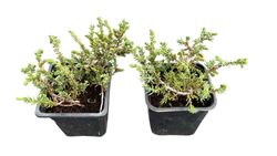 Juniperus communis 'Green carpet', enebro rastrero verde
