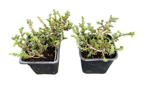 Juniperus communis 'Green carpet', enebro rastrero verde