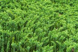 Juniperus conferta "Blue pacific"