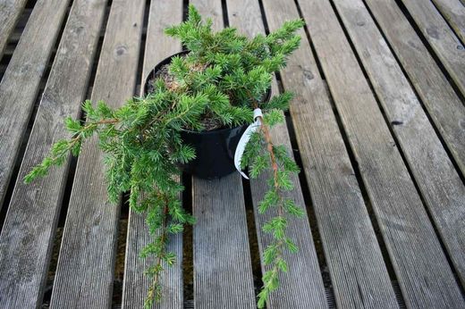 Juniperus conferta "Blue pacific"
