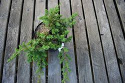 Juniperus conferta "Blue pacific"