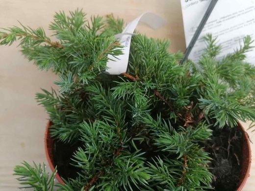Juniperus conferta Schlager