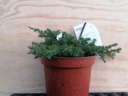 Juniperus conferta Schlager