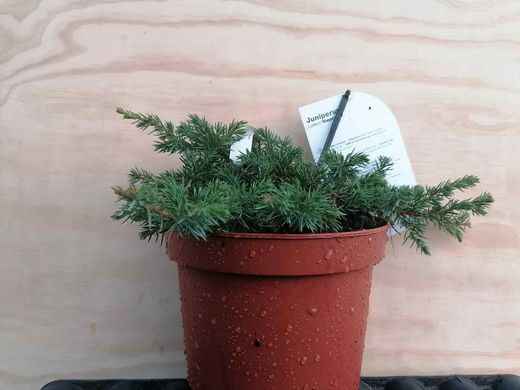 Juniperus conferta Schlager