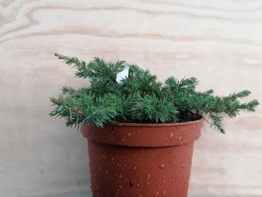 Juniperus conferta Schlager