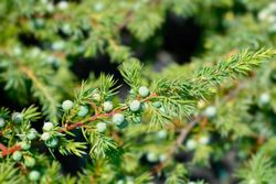 Juniperus conferta Schlager