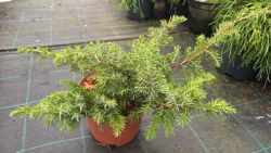 Juniperus conferta Schlager