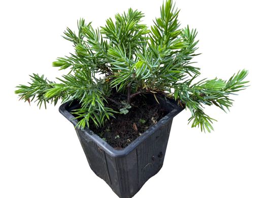 Juniperus conferta Schlager