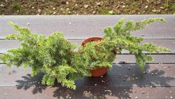 Juniperus conferta Schlager