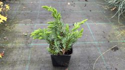 Juniperus conferta Schlager