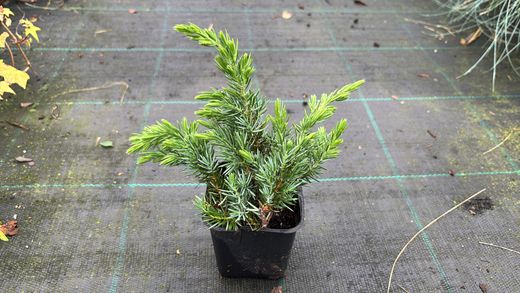 Juniperus conferta Schlager