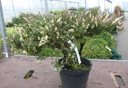 Juniperus horizontalis andorra compact variegata en pot de 3L