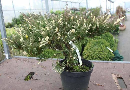 Juniperus horizontalis andorra compact variegata en pot de 3L