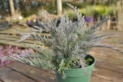 Juniperus horizontalis "Blue chip"