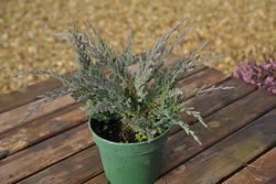 Juniperus horizontalis "Blue chip"