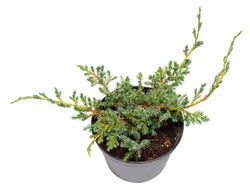 Juniperus horizontalis "Blue chip"